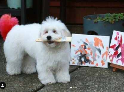 Blind painting dog Peekaboo