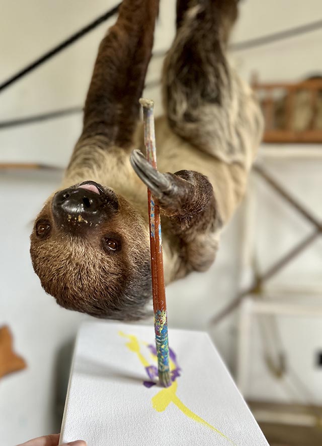 Enzo the sloth paints for the 2023 Tripawds Dog Art Auction