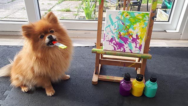 Hane the Pomeranian paints for the 2023 Tripawds Dog Art Auction