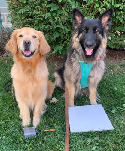 Golden Smudge by Smudge and Wilhelmina 2025 Tripawds Dog Art Auction
