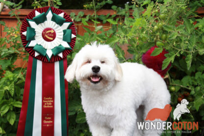 Peekaboo the Blind Coton Painting Puppy 2025 Tripawds Dog Art Auction