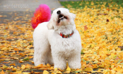 Peekaboo the Blind Coton Painting Puppy 2025 Tripawds Dog Art Auction