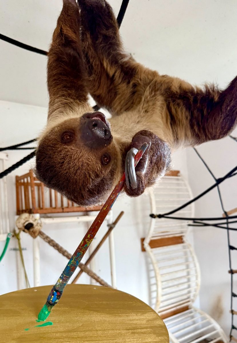 Merry Slothmas - Image 4